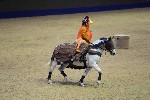 Quadrille - 00048